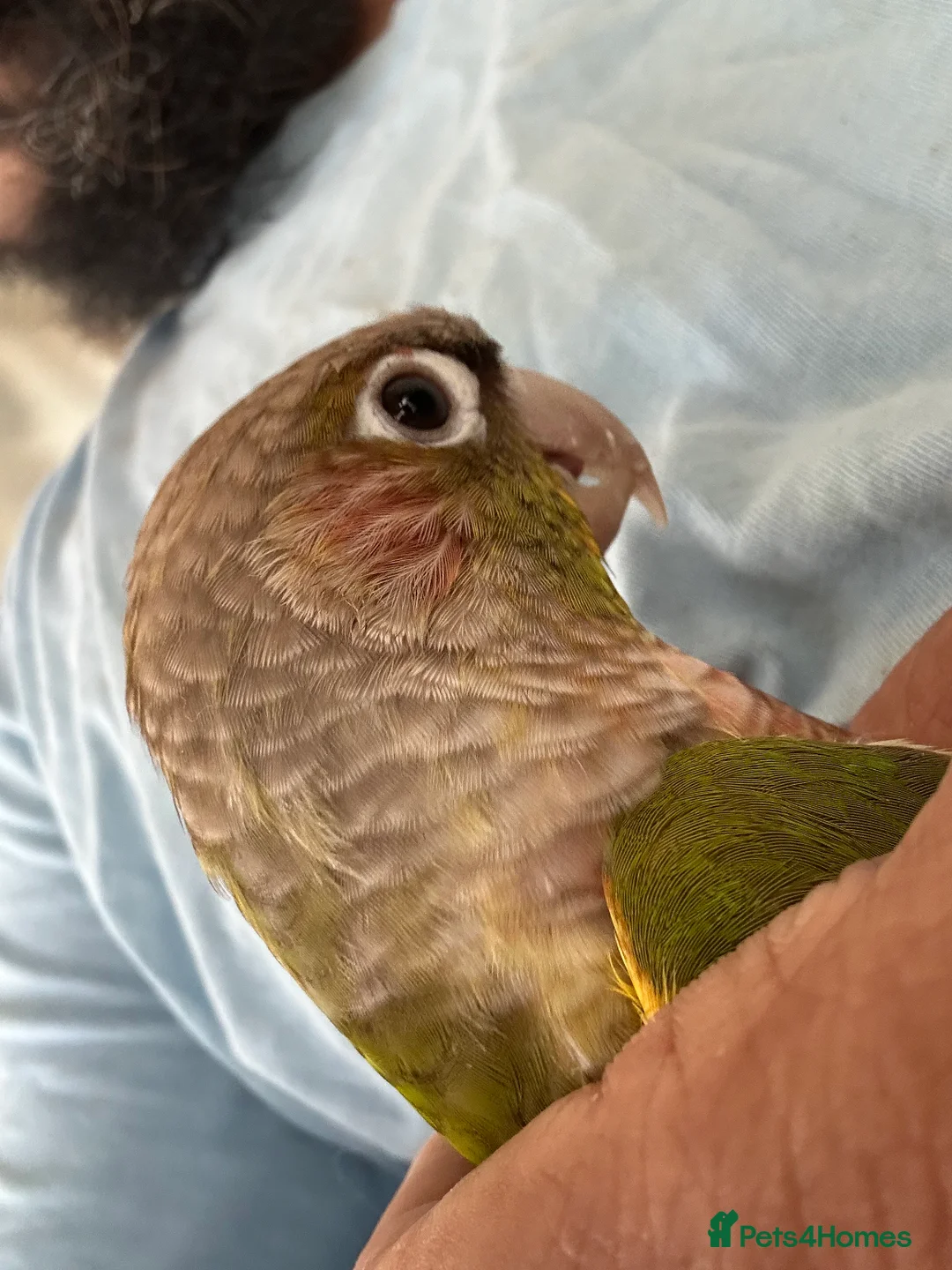 Ringnecks birds for sale: Yellow Ringneck and pineapple conure - Advert 8