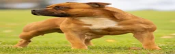 Staffordshire Bull Terrier dogs for sale: Gorgeous staffies to reserve now!  - Advert 6