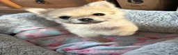 Pomeranian dogs for sale: Pomeranian puppies  - Advert 7