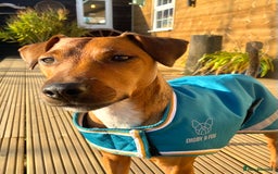 Patterdale Terrier dogs for sale: 7 Year Old Male Patterdale  - Image 8