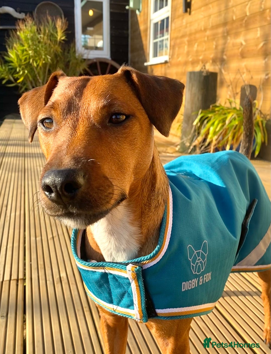 Patterdale Terrier dogs for sale: 7 Year Old Male Patterdale  - Image 8