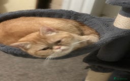 Persian cats for sale: Stunning half Exotic Persian kittens for sale.  - Image 5