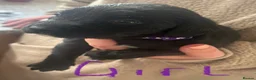 Springador dogs for sale: 🐾 Springador Puppies for Sale 🐾 - Advert 6