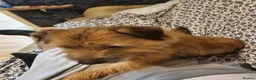 Mixed Breed dogs for sale: Teddy border terrier cross 4yrs in Wigan - Advert 6
