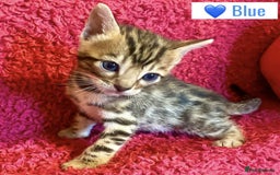 Bengal cats for sale: Beautiful Bengal Kittens  - Image 19