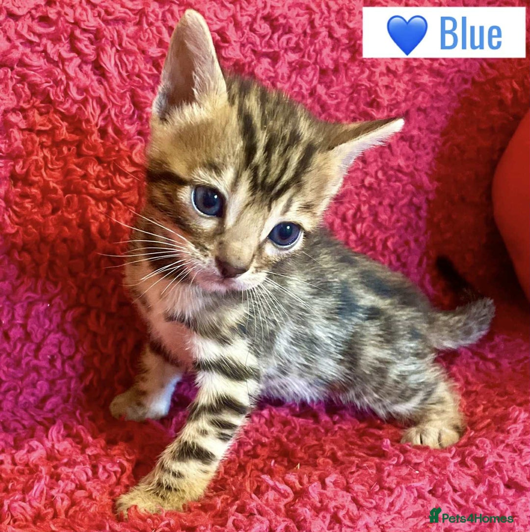 Bengal cats for sale: Beautiful Bengal Kittens  - Image 19