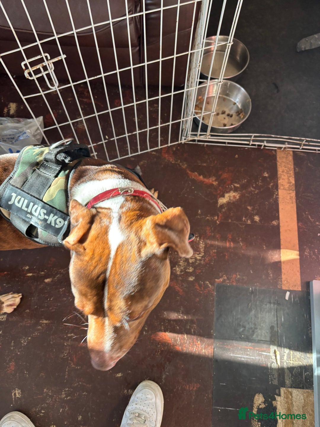 Mixed Breed dogs for sale: Meet drax  - Image 3