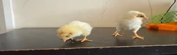Chickens poultry for sale: 3 baby chicks  in Leicester - Advert 2