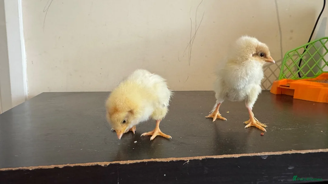Chickens poultry for sale: 3 baby chicks  in Leicester - Advert 2