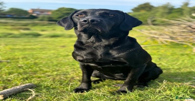 Labrador Retriever dogs - Advert 6
