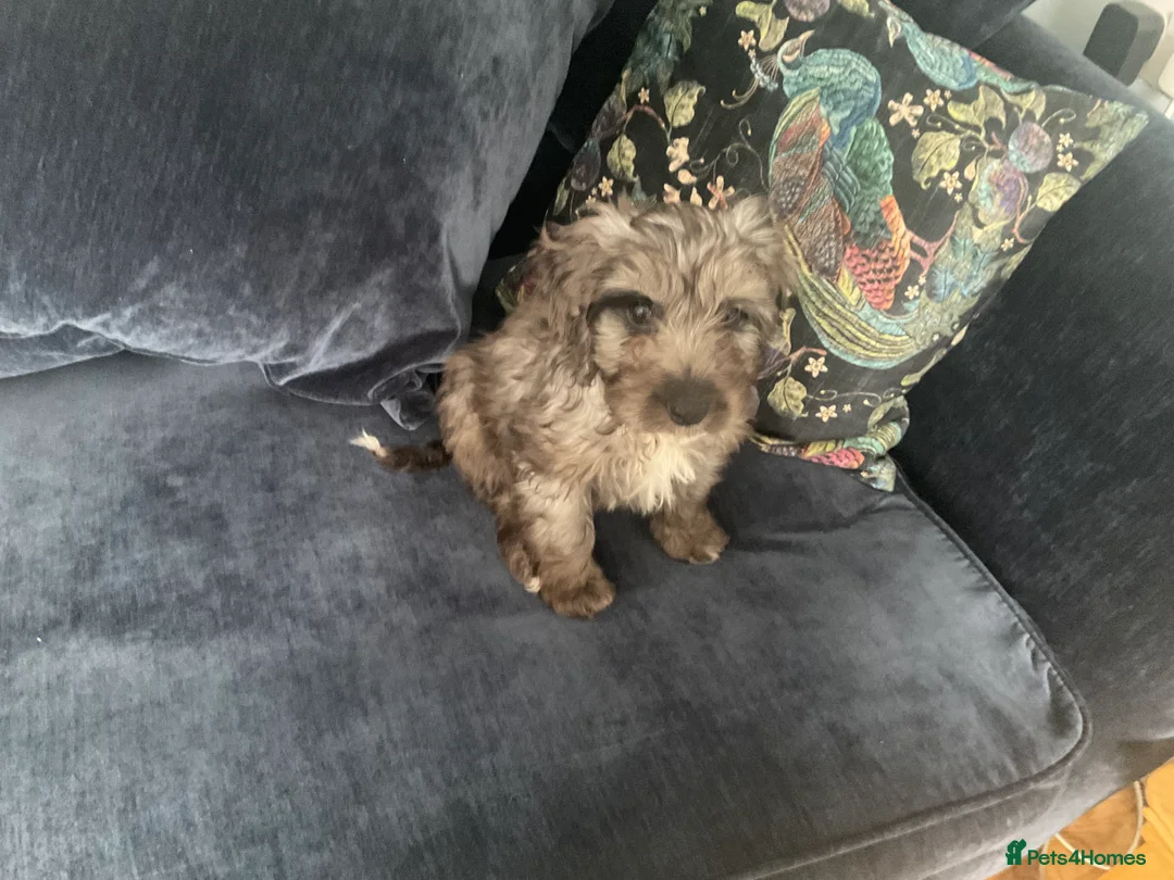 Cockapoo dogs for sale: Beautiful merle girl in Aylesbury - Advert 2