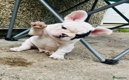 French Bulldog dogs for sale: 🏆KC registered, Standard French Bulldog Puppies🏆 - Image 1