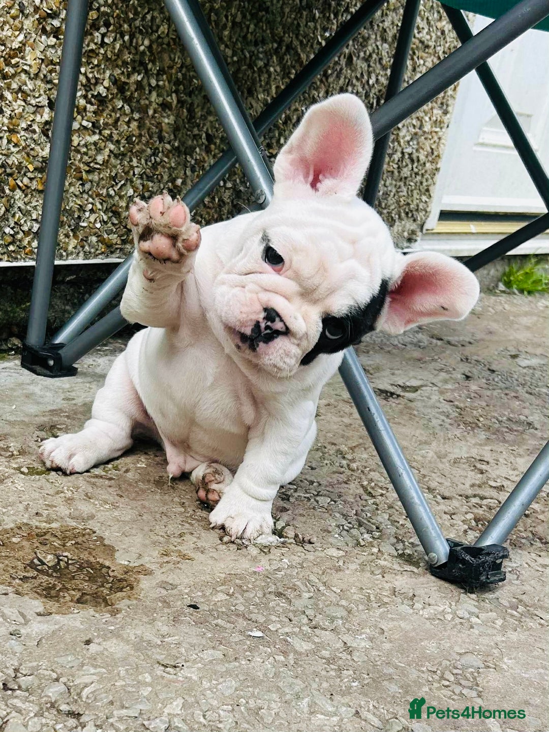 French Bulldog dogs for sale: 🏆KC registered, Standard French Bulldog Puppies🏆 - Image 1