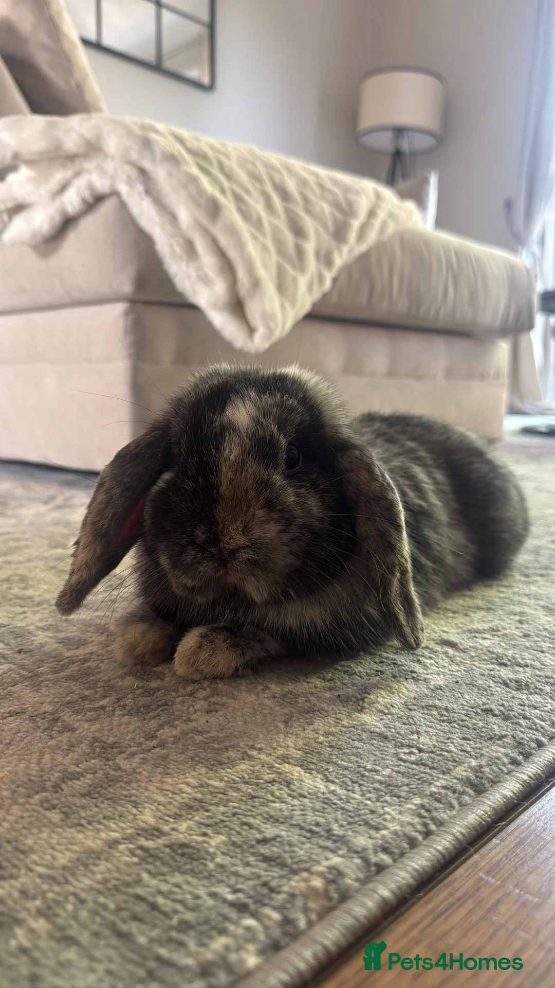 Mini Lop rabbits for sale: Pablo the Holland lop.  in Stevenage - Advert 3