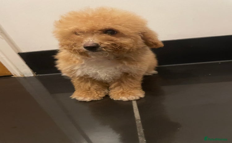 Cavapoochon dogs - Advert 2