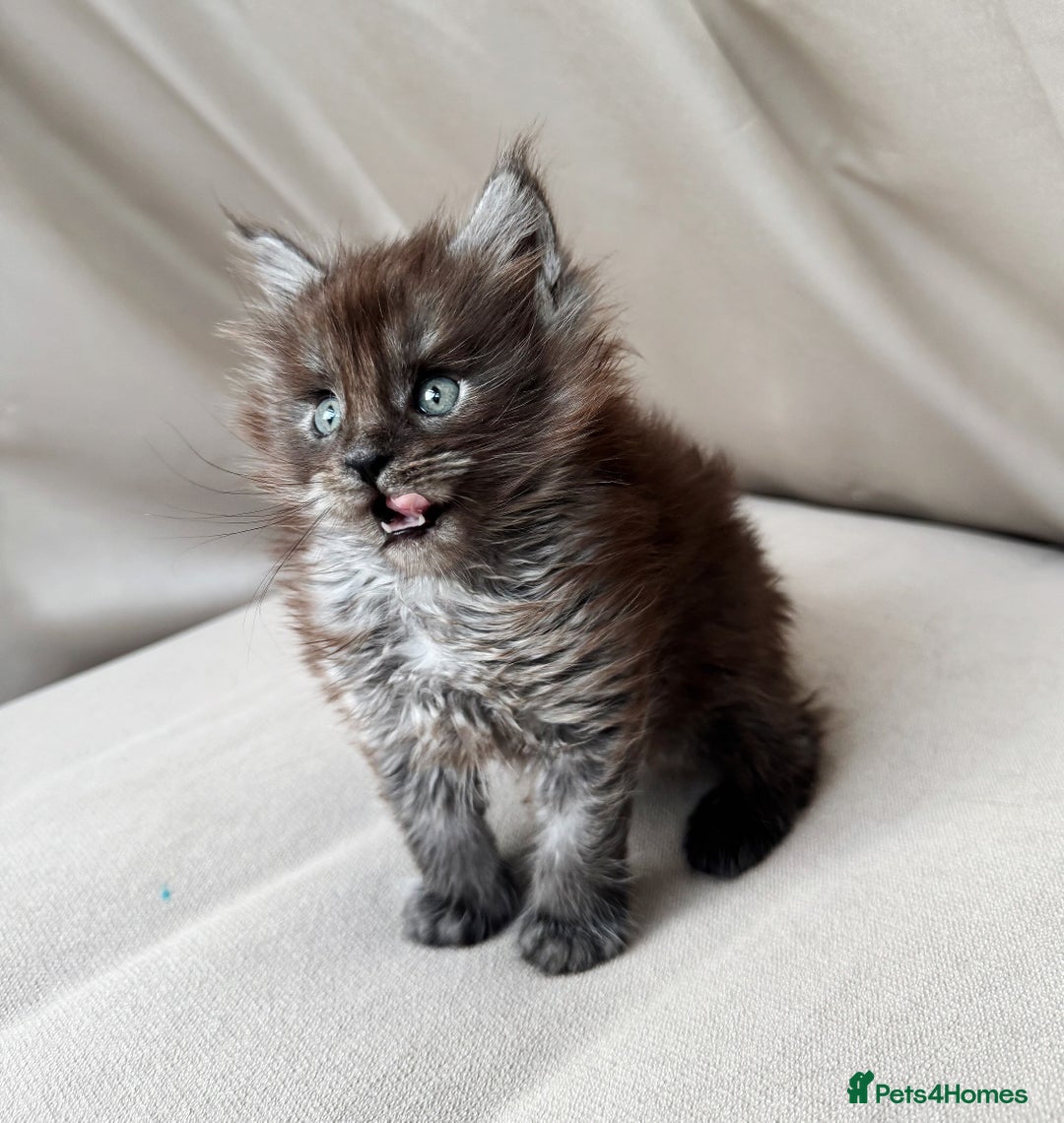 Maine Coon cats for sale: Maine coon boy - Image 2