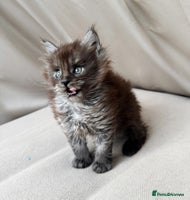 Maine Coon cats - Advert 4