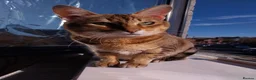 Savannah cats for sale: Archie - Advert 3