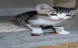 Mixed Breed cats for sale: Mixed breed kittens - available immediately  - Image 4