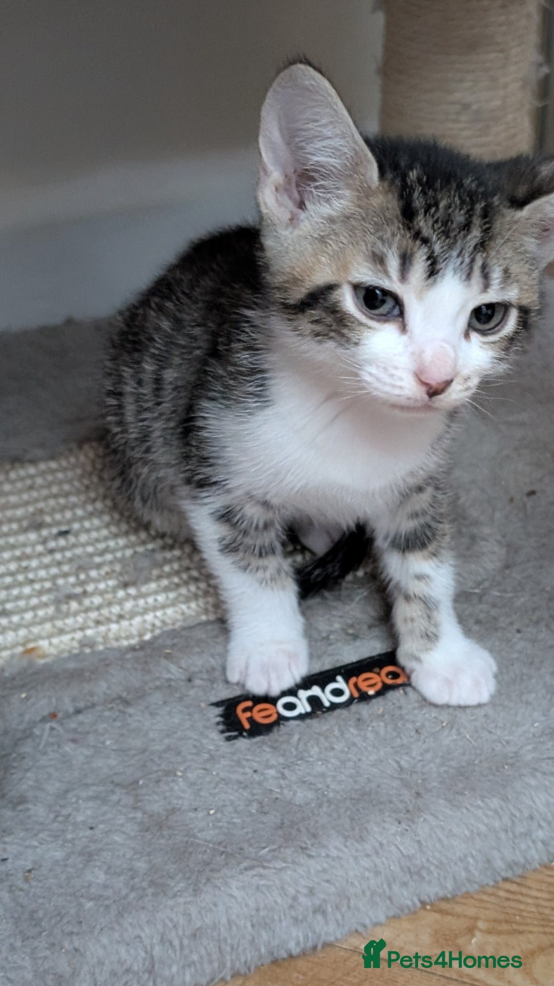 Mixed Breed cats for sale: Mixed breed kittens - available immediately  - Image 4