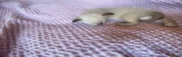 Tonkinese cats for sale: Tonkinese x Raagdoll -Tonkdoll - Advert 15