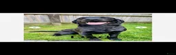 Labrador Retriever dogs for sale: Labrador puppies  - Advert 3