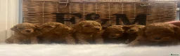 Cavapoo dogs for sale: Stunning deep red TOY cavapoo pups - Advert 20