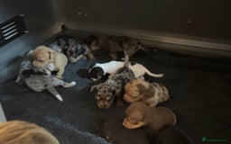 Jack Russell dogs for sale: 9 Jack Russel merles - Image 4