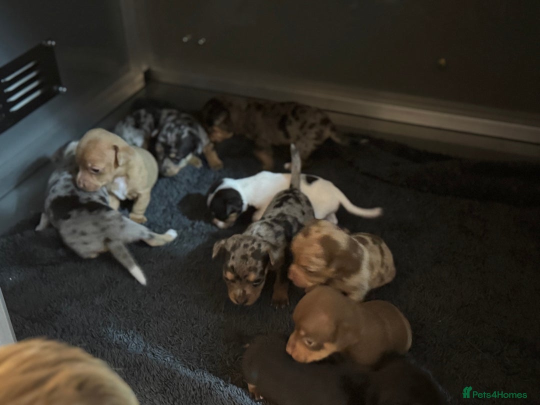 Jack Russell dogs for sale: 9 Jack Russel merles - Image 4