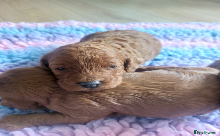 Cavapoo dogs - Advert 6