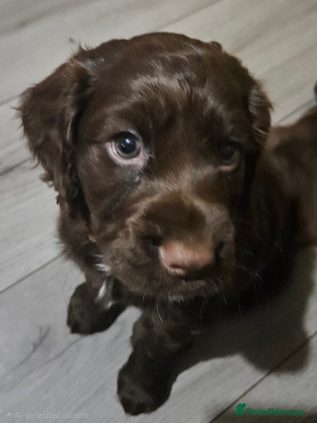 Cocker Spaniel dogs for sale: 5 stunning Cocker Spaniel puppies for sale.  - Advert 10