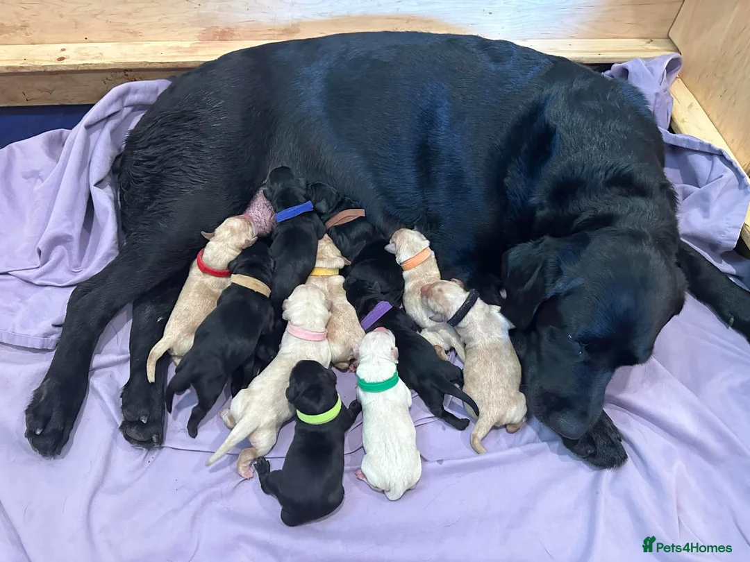 Labrador Retriever dogs for sale: Beautiful female non kc pup - Advert 10