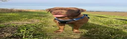 Labrador Retriever dogs for stud: Male Labrador For Stud - Advert 3
