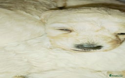 Miniature Poodle dogs for sale: Miniature poodle  - Image 9