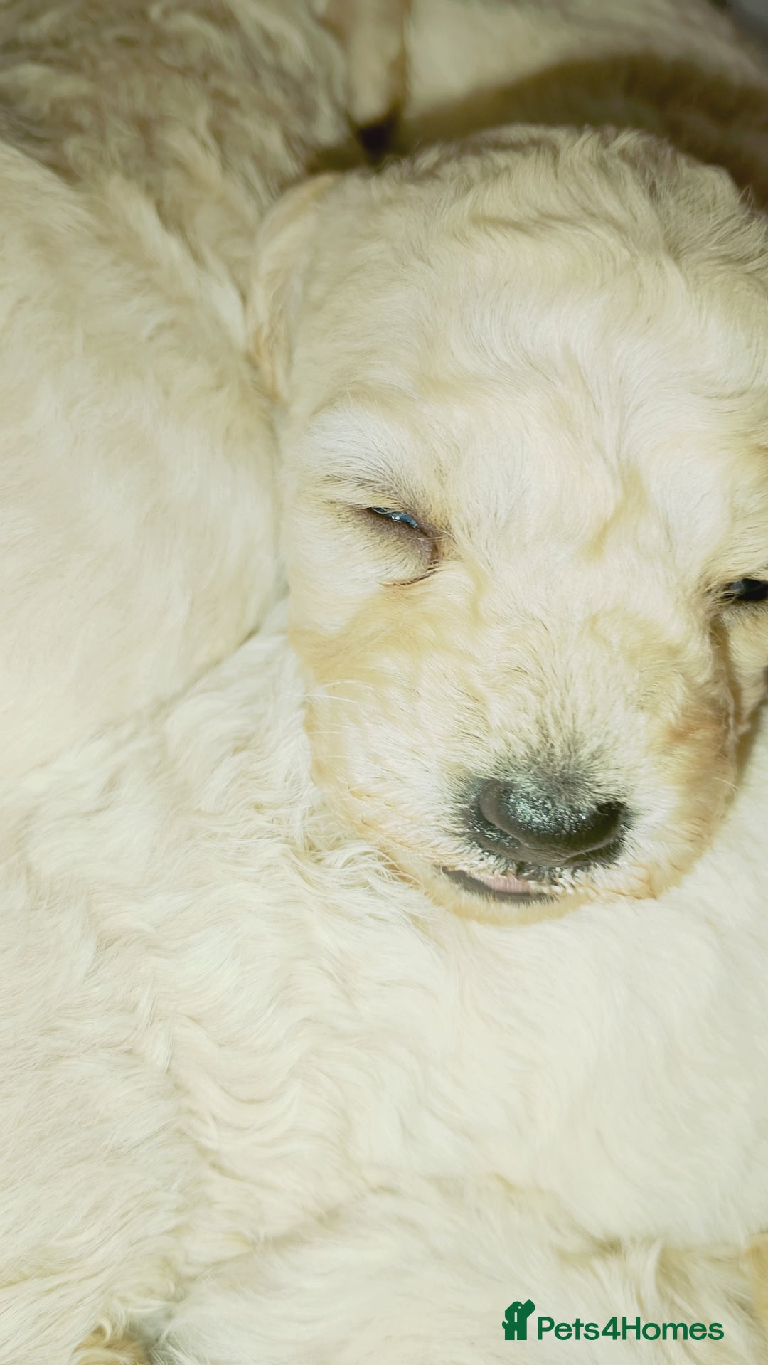 Miniature Poodle dogs for sale: Miniature poodle  - Image 9