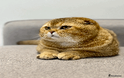 Scottish Fold cats for sale: Beautiful Scottish Fold Cat Looking 4 Loving Home - Image 11