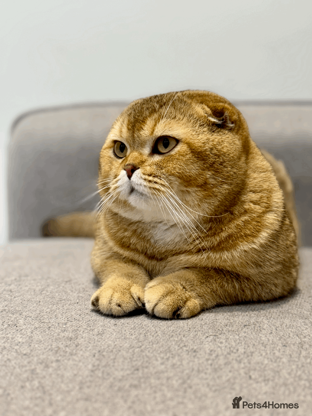 Scottish Fold cats for sale: Beautiful Scottish Fold Cat Looking 4 Loving Home - Image 11