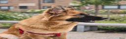 German Shepherd dogs for sale: 10 Month Old German shepherd in Birmingham - Advert 2