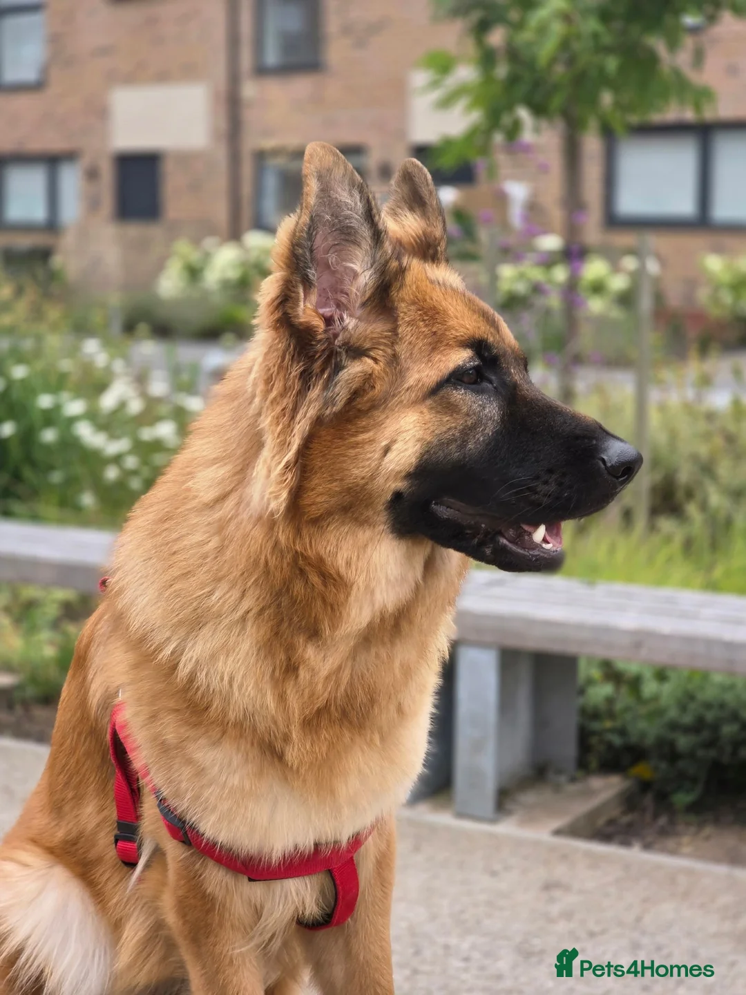 German Shepherd dogs for sale: 10 Month Old German shepherd in Birmingham - Advert 2