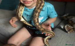 Python Snake reptiles for sale: Ball python  - Image 6