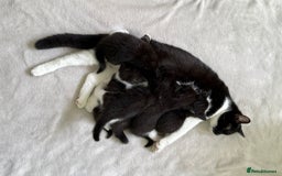 Mixed Breed cats for sale: 6 kittens from Lilly - Image 4