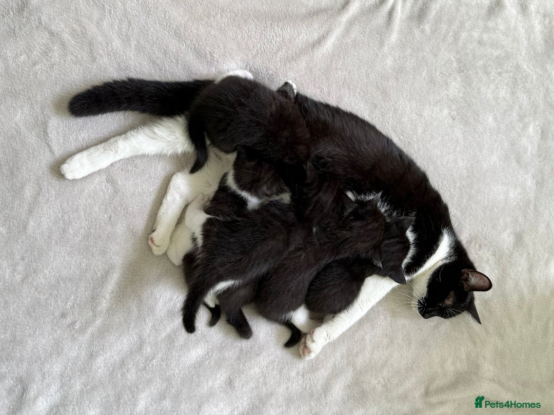 Mixed Breed cats for sale: 6 kittens from Lilly - Image 4