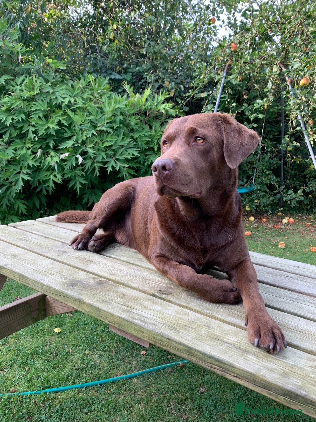 Labrador Retriever dogs for stud: Beautiful Chocolate Lab for Stud - Image 1