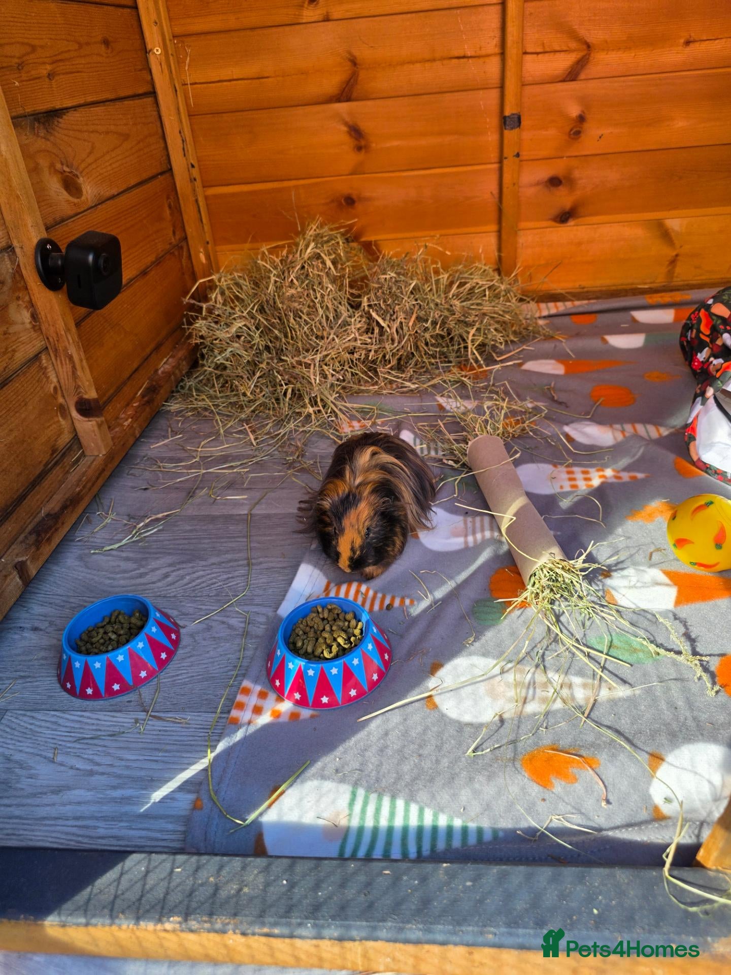 Guinea Pig rodents Approx 6 month old male long haired guinea pig  - Advert 9