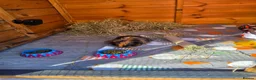 Guinea Pig rodents for sale: Approx 6 month old male long haired guinea pig  in Bewdley - Advert 2