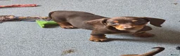 Miniature Dachshund dogs for sale: Stunning miniature dachshund puppies - Advert 25