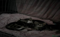 Domestic Shorthair cats for sale: tabby kittens for sale - Image 7