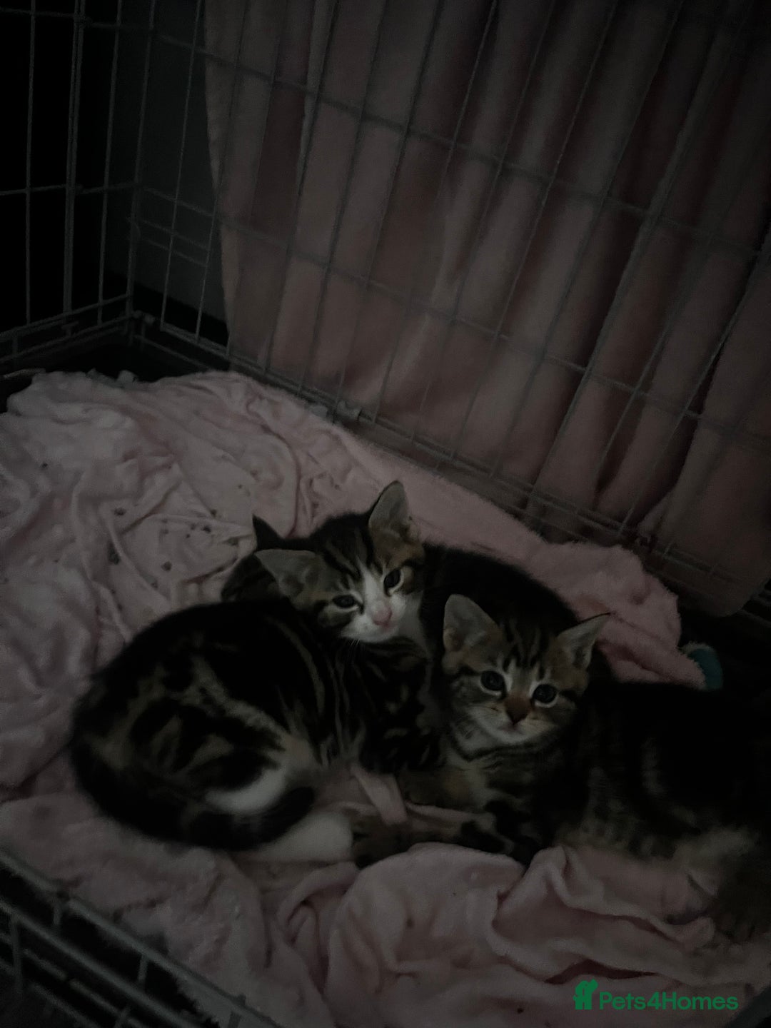 Domestic Shorthair cats for sale: tabby kittens for sale - Image 7