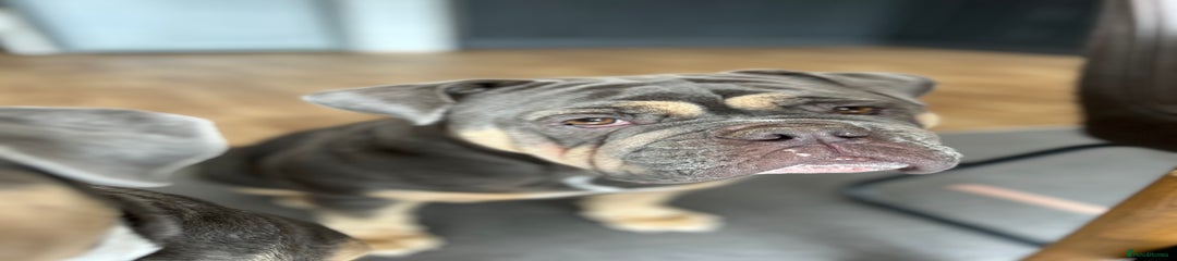 Mixed Breed Puppy 2