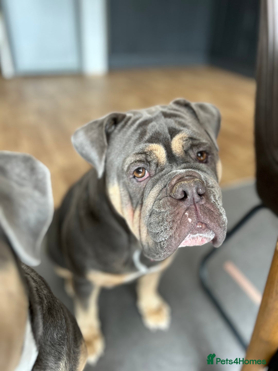 Mixed Breed dogs for sale: Bulldog x Neo Mastiffs  - Image 9